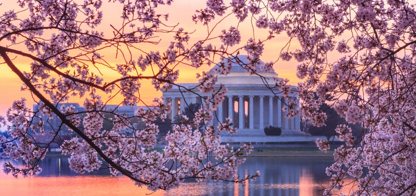 Thomas Jefferson Monument at the Tidal Basin at sunset with cherry blossoms blooming