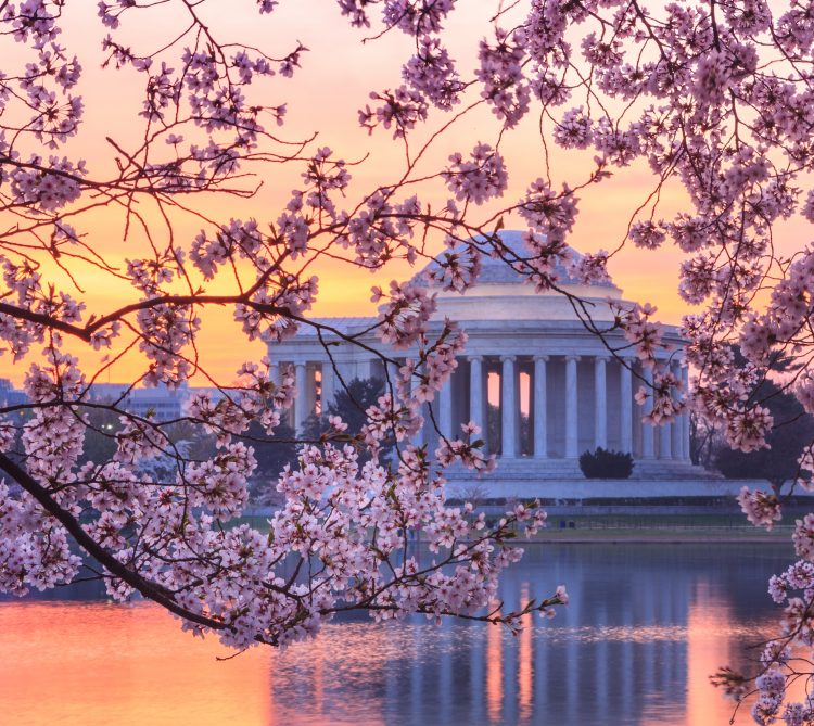 Thomas Jefferson Monument at the Tidal Basin at sunset with cherry blossoms blooming
